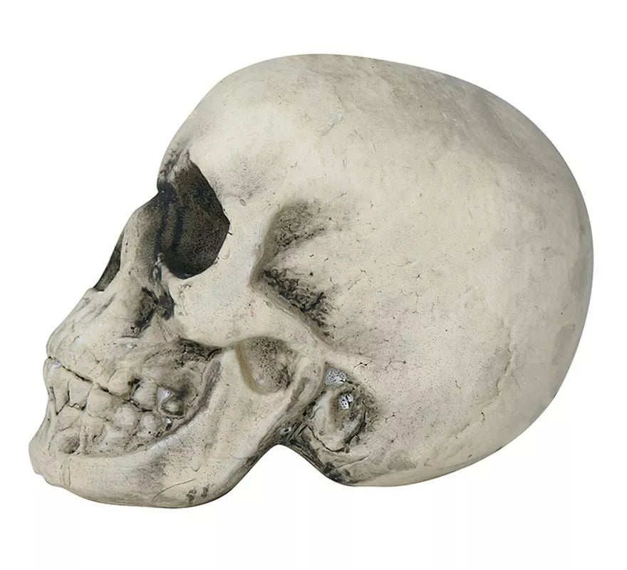 Translation missing: it.Calavera Amarillenta 17 cm