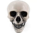 Calavera con Mandíbula con Movimiento