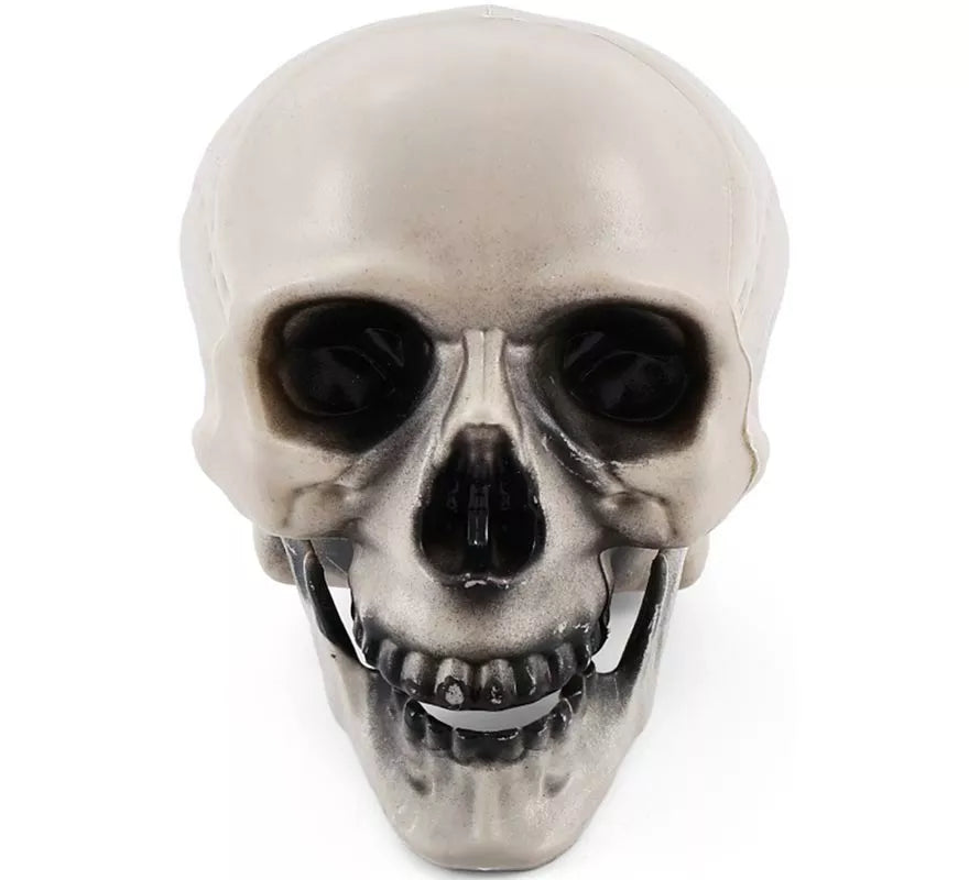 Translation missing: it.Calavera con Mandíbula con Movimiento