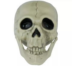 cranio di 13 cm