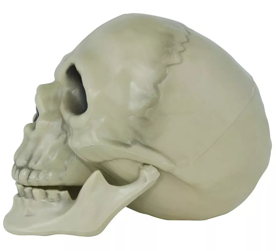 Translation missing: it.Calavera de 13 cm