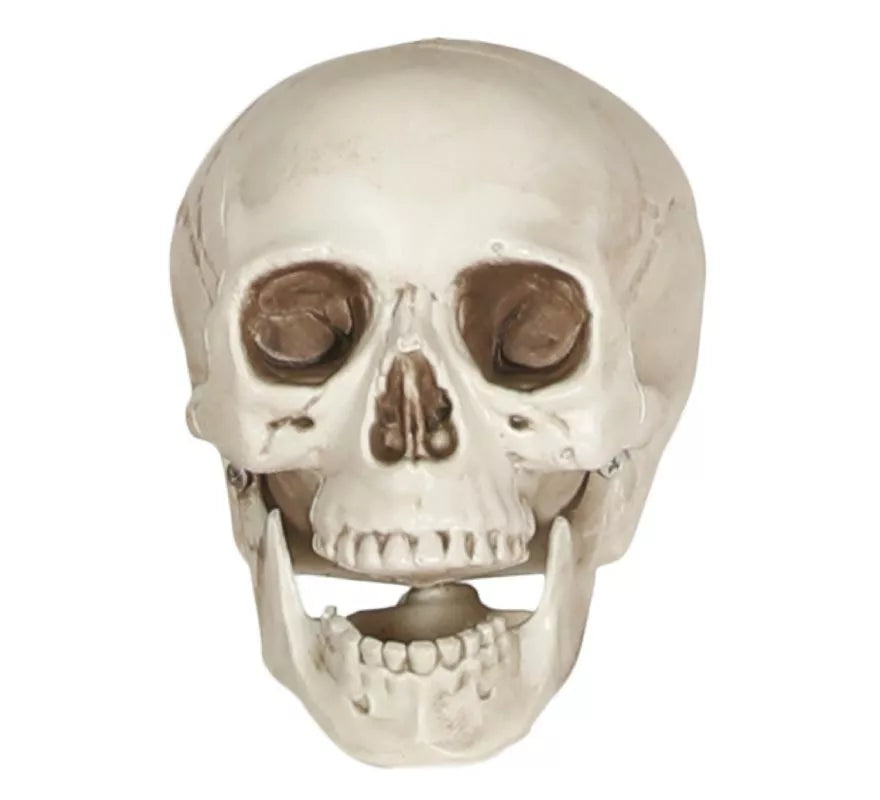 Translation missing: it.Calavera de 20 cm