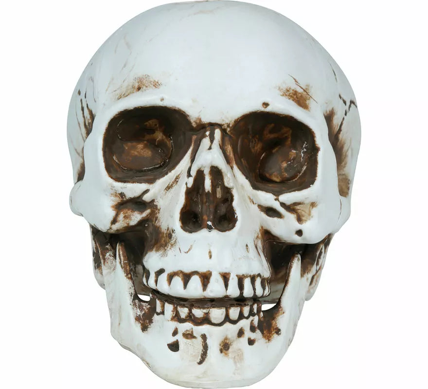 Translation missing: it.Calavera de 22 cm