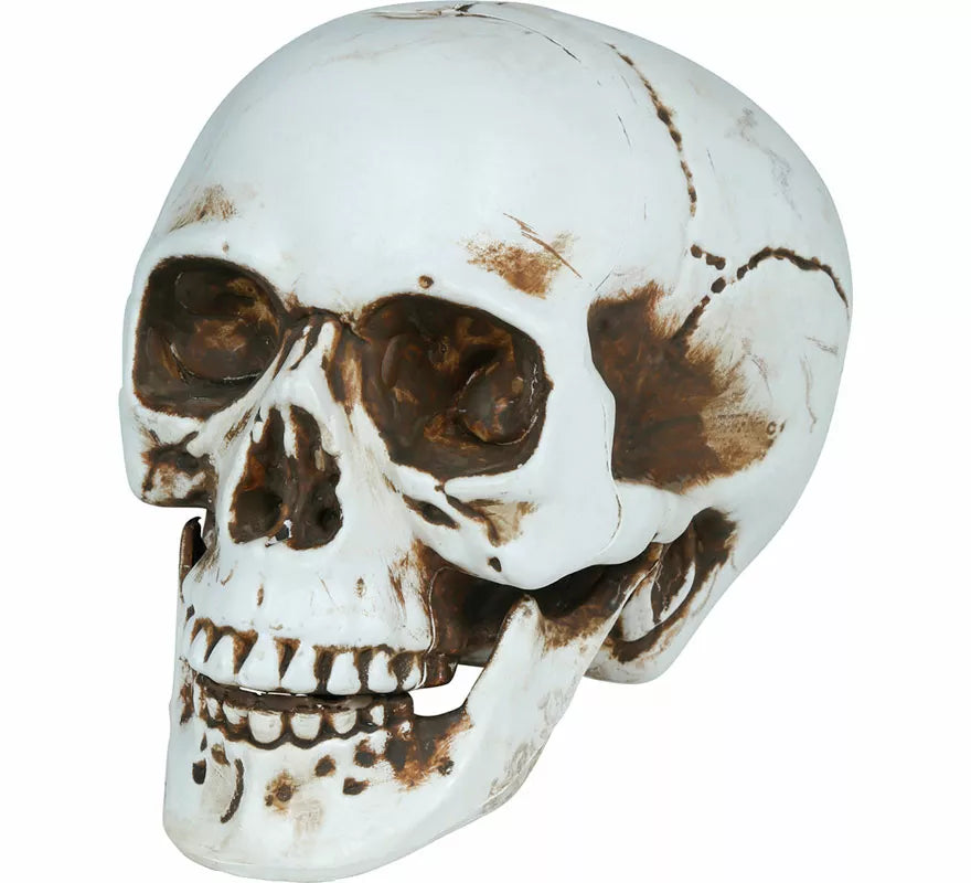 Translation missing: it.Calavera de 22 cm