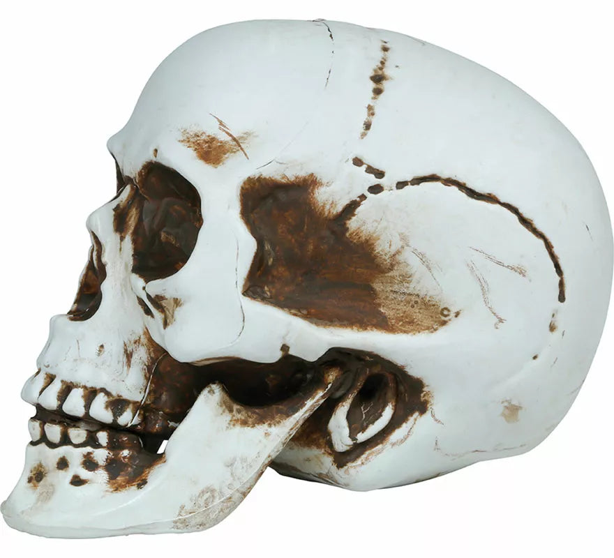 Translation missing: it.Calavera de 22 cm