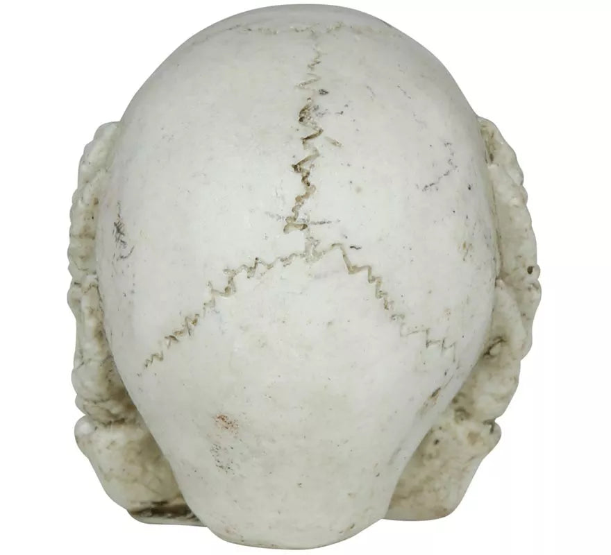 Translation missing: it.Calavera de Resina de 6 cm