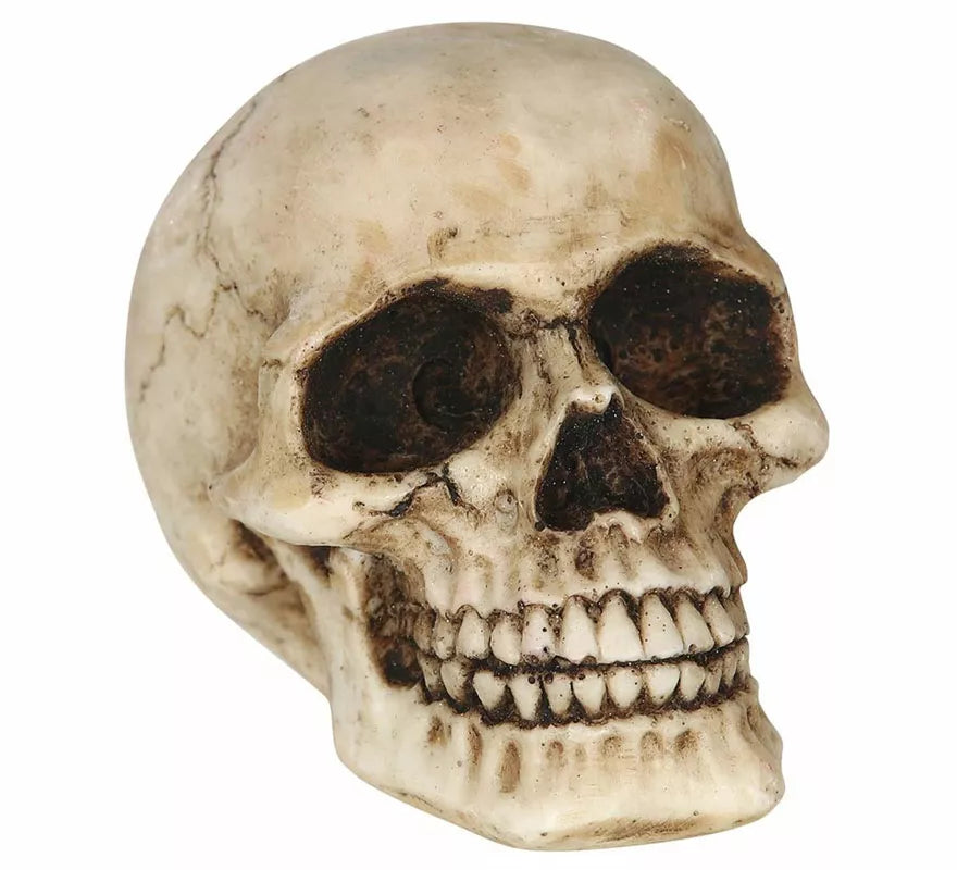 Translation missing: it.Calavera Resina de 8 cm
