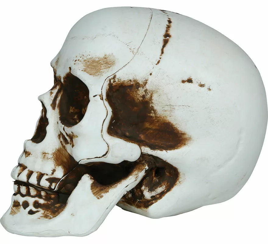 Translation missing: it.Calavera Sombras de 20 cm