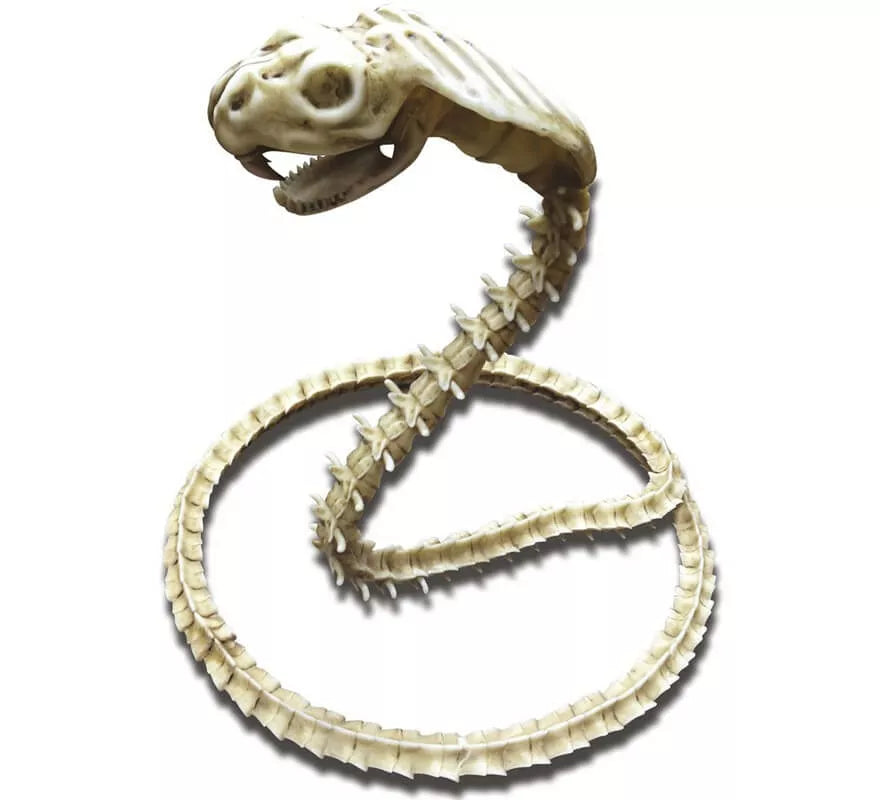 Translation missing: es.Cobra Esqueleto de 50 cm