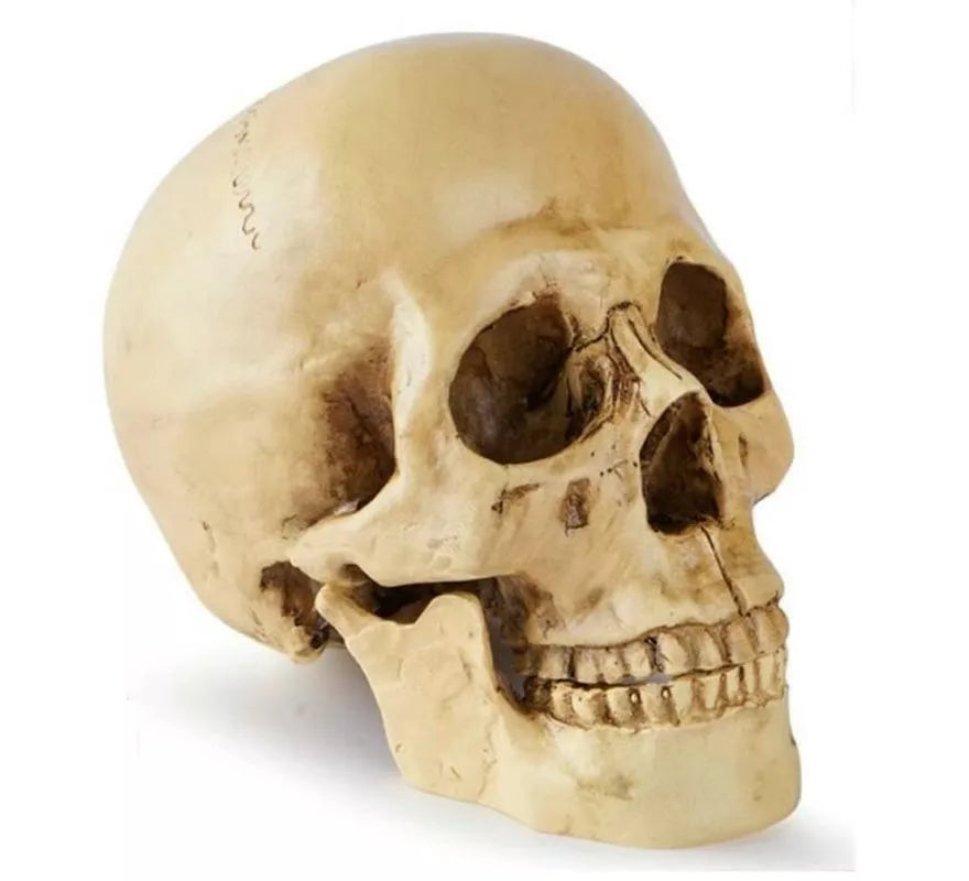 Translation missing: es.Cráneo o Calavera para decoración de 17x13x19 cm