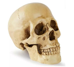 Teschio o Calavera per decorazione 17x13x19 cm