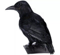 Cuervo Negro de 30 cm