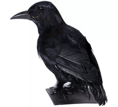 Corvo nero di 30 cm