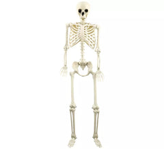 Scheletro 160 cm