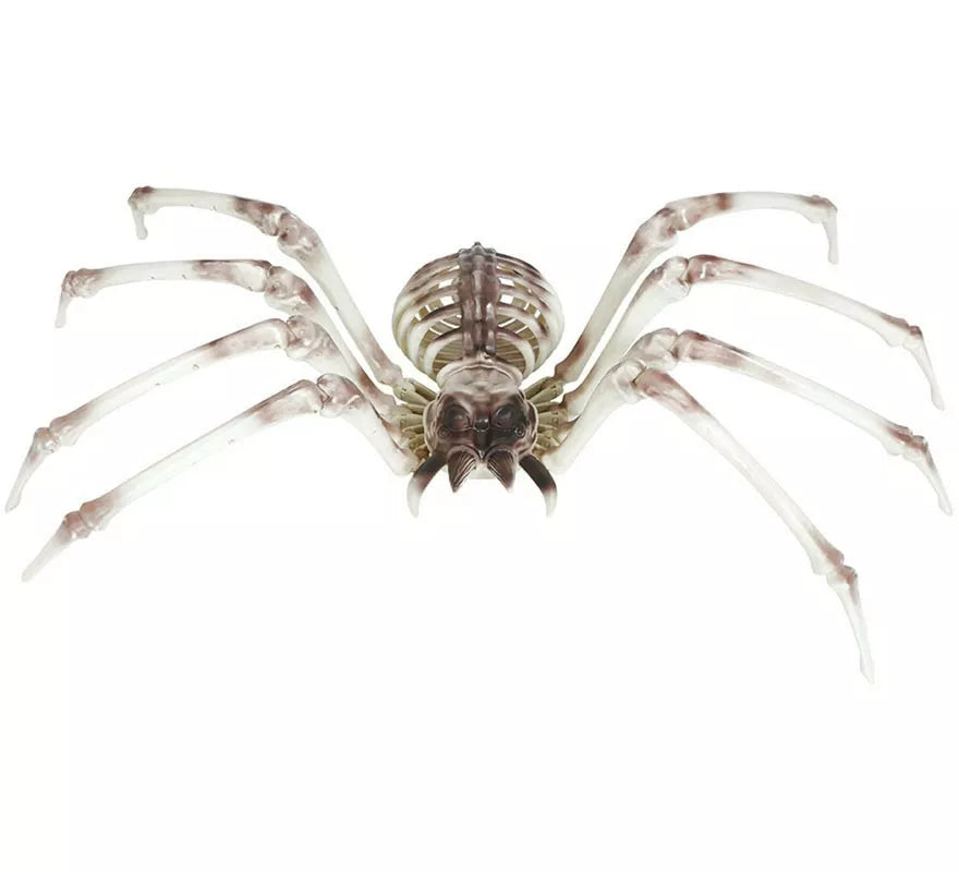 Translation missing: it.Esqueleto Araña 85x35 cm