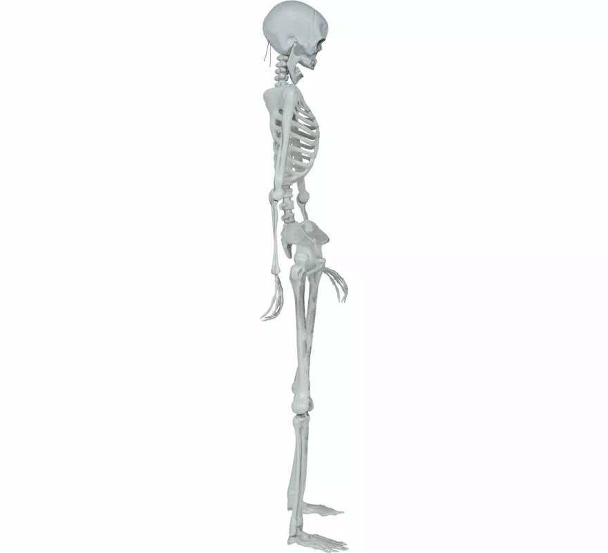 Esqueleto Articulado de 145 cm