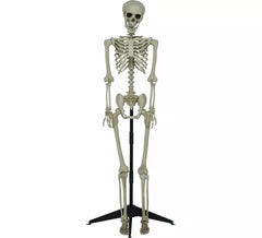 Scheletro articolato di 155 cm