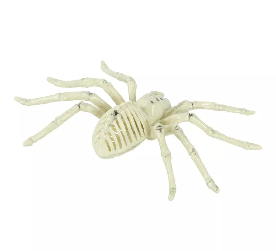 Translation missing: it.Esqueleto de Araña 24 Cm