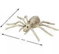 Esqueleto de Araña Tarántula de 24x12 cm
