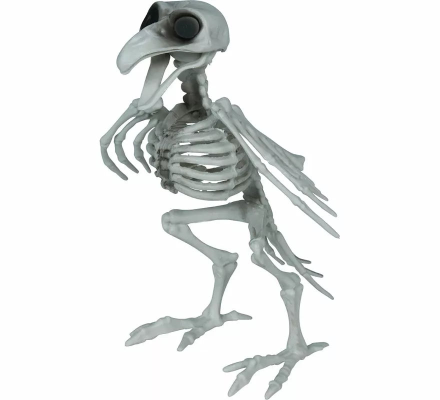 Esqueleto de Cuervo de 20 cm