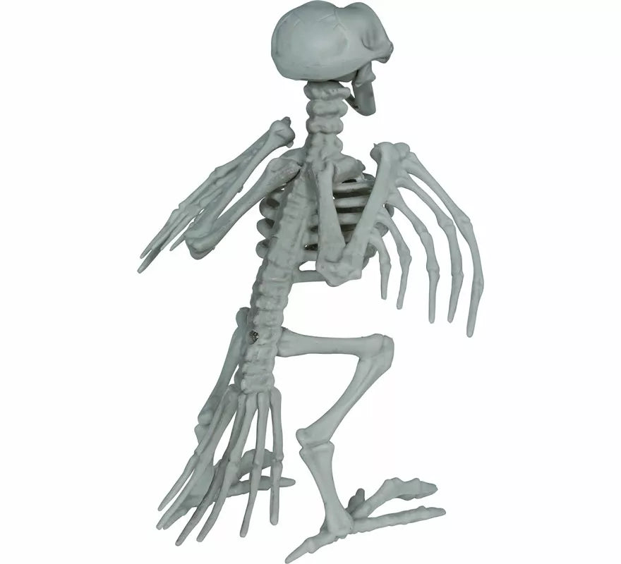 Esqueleto de Cuervo de 20 cm