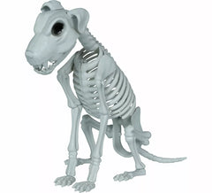 Scheletro di cane di 38 cm