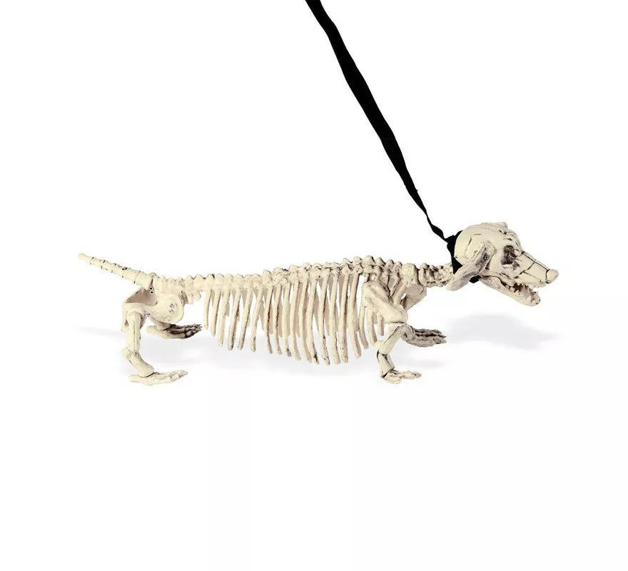 Translation missing: es.Esqueleto de Perro Salchicha con Correa de 55 cm