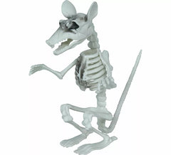Scheletro di ratto di 17 cm