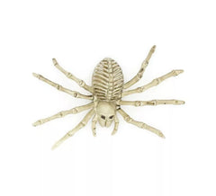 Scheletro di tarantola beige