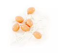 Pack de 40 Gusanos con 6 Huevos