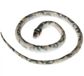 Serpiente Látex de 70 cm